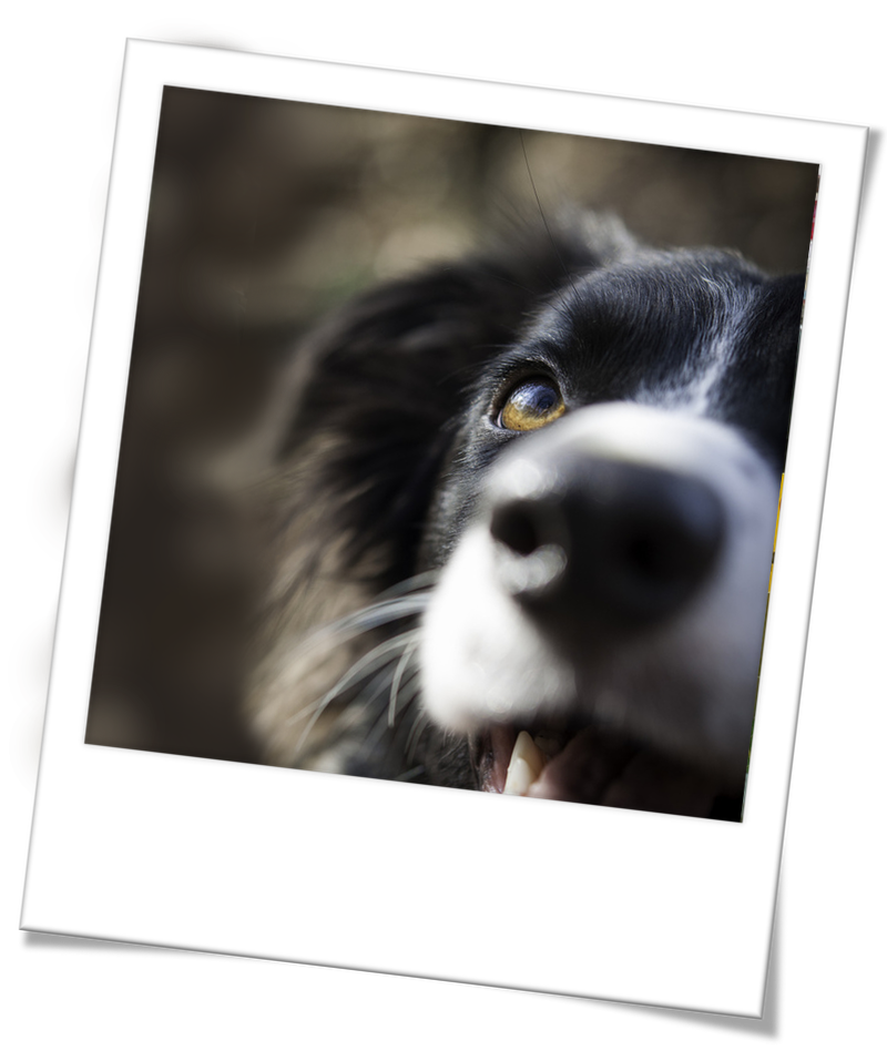 polaroid_collie_closeup