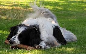 collie with bone